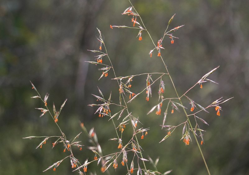 red red grass of home.jpg